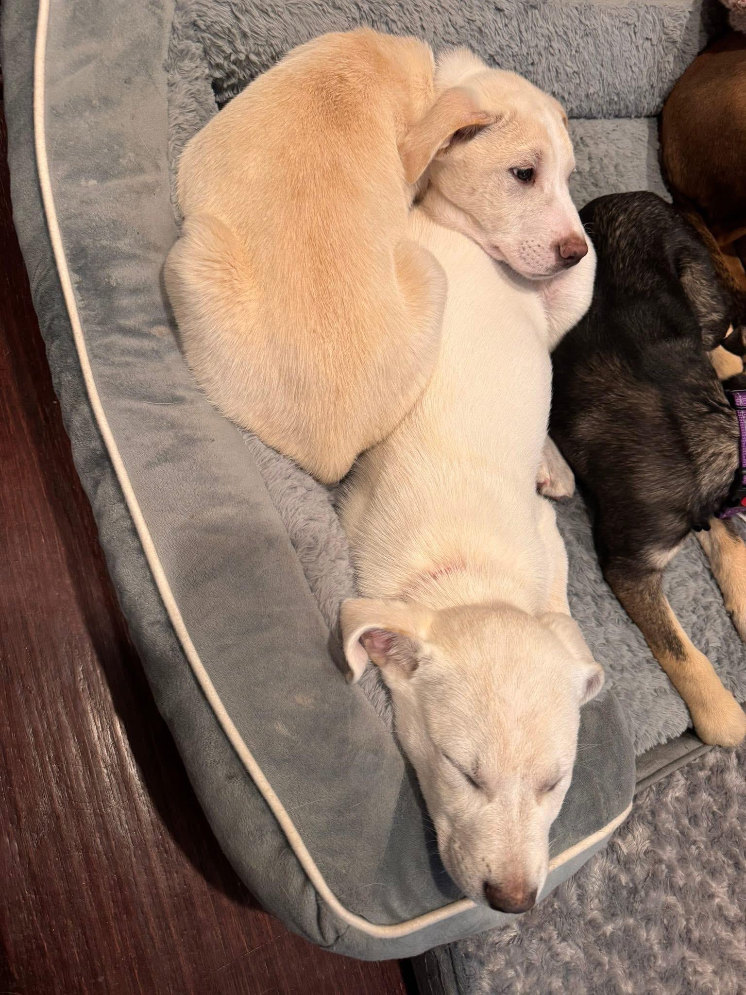 Jelly Bean , an adopted Labrador Retriever in Keller, TX image 3/5