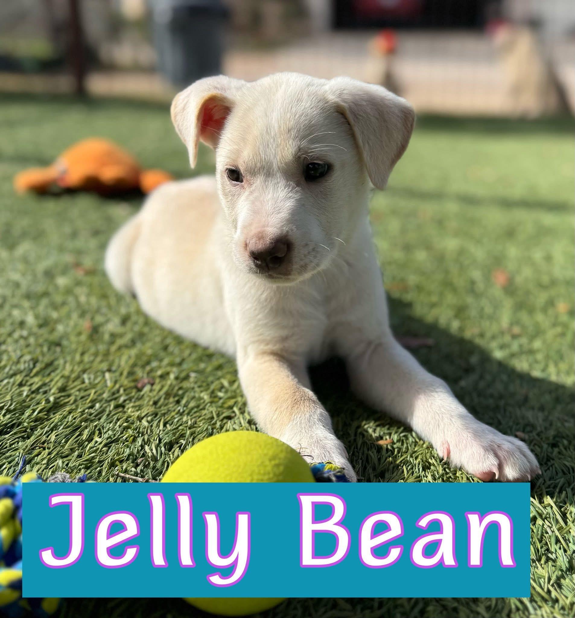 Jelly Bean , an adopted Labrador Retriever in Keller, TX image 1/5
