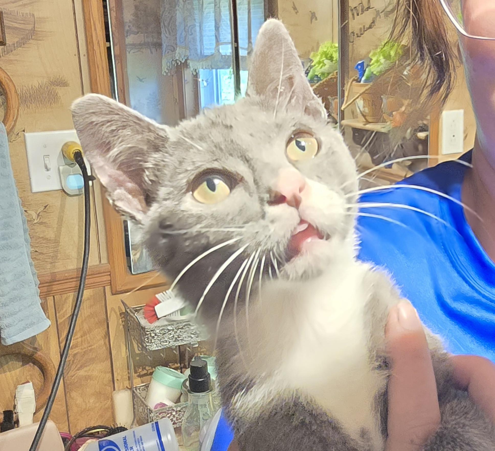 Angel, Adoptable, Young Female Domestic Short Hair.