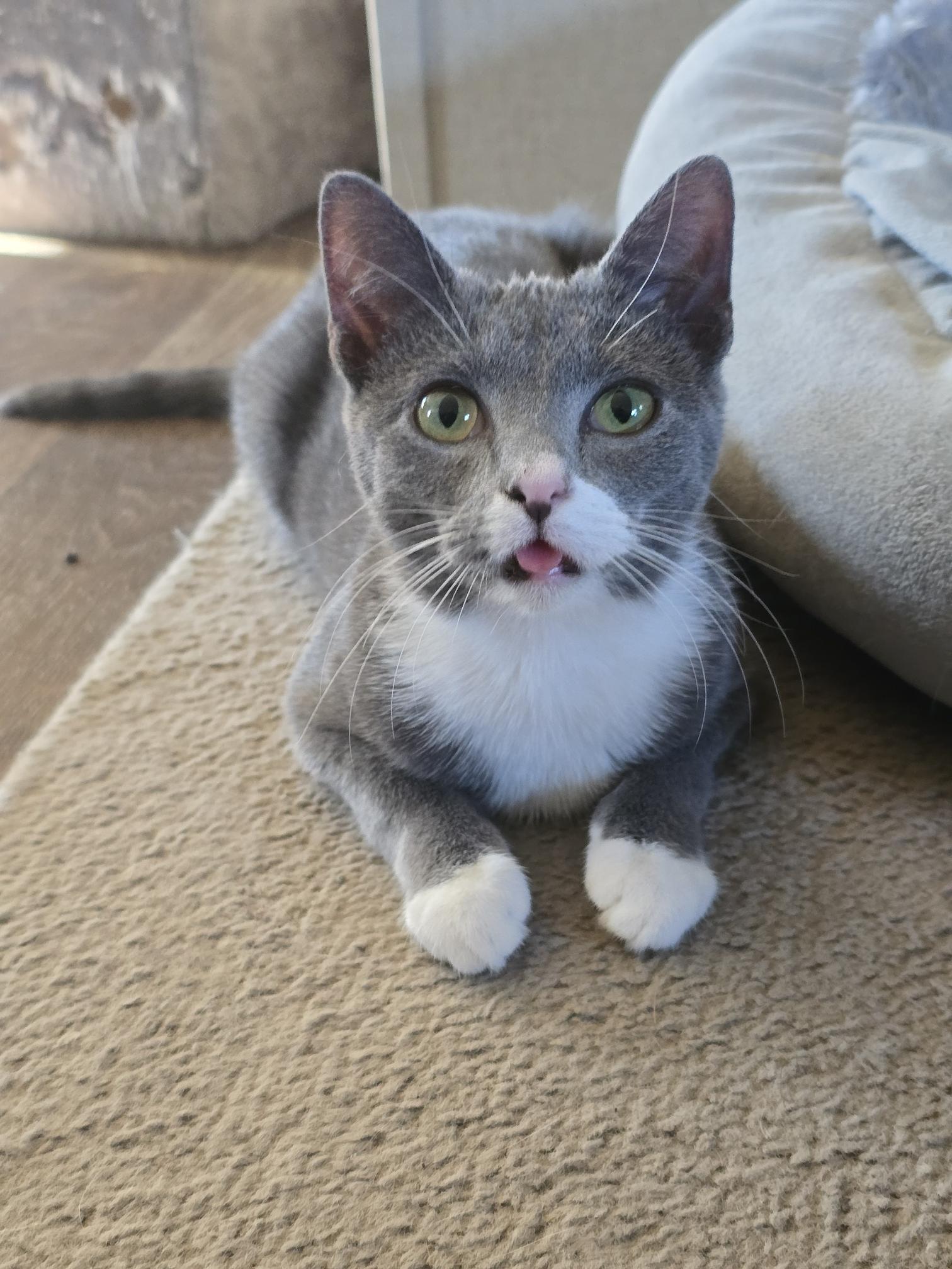 Angel, adopted, Young Female Domestic Short Hair.