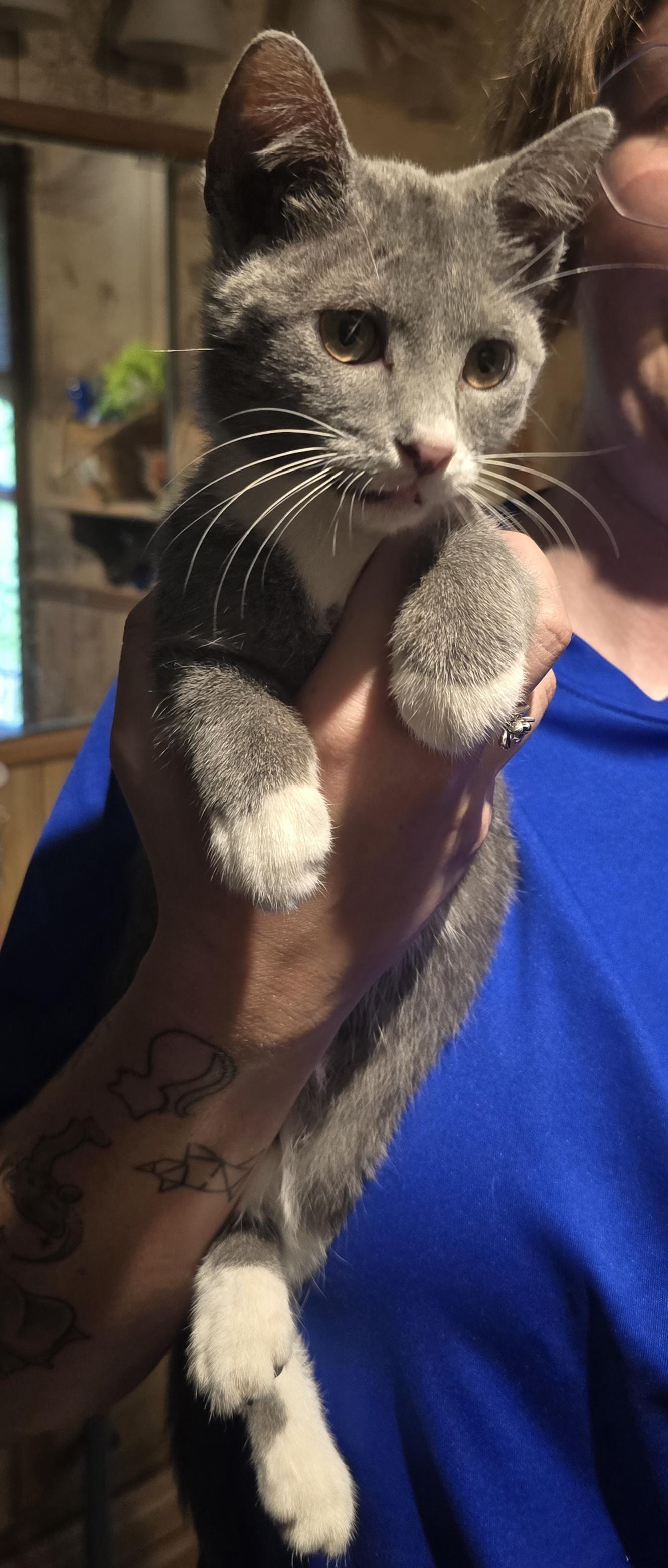 Enlarge Angel, a Adoptable mixed breed in Ripley, TN image 2/2