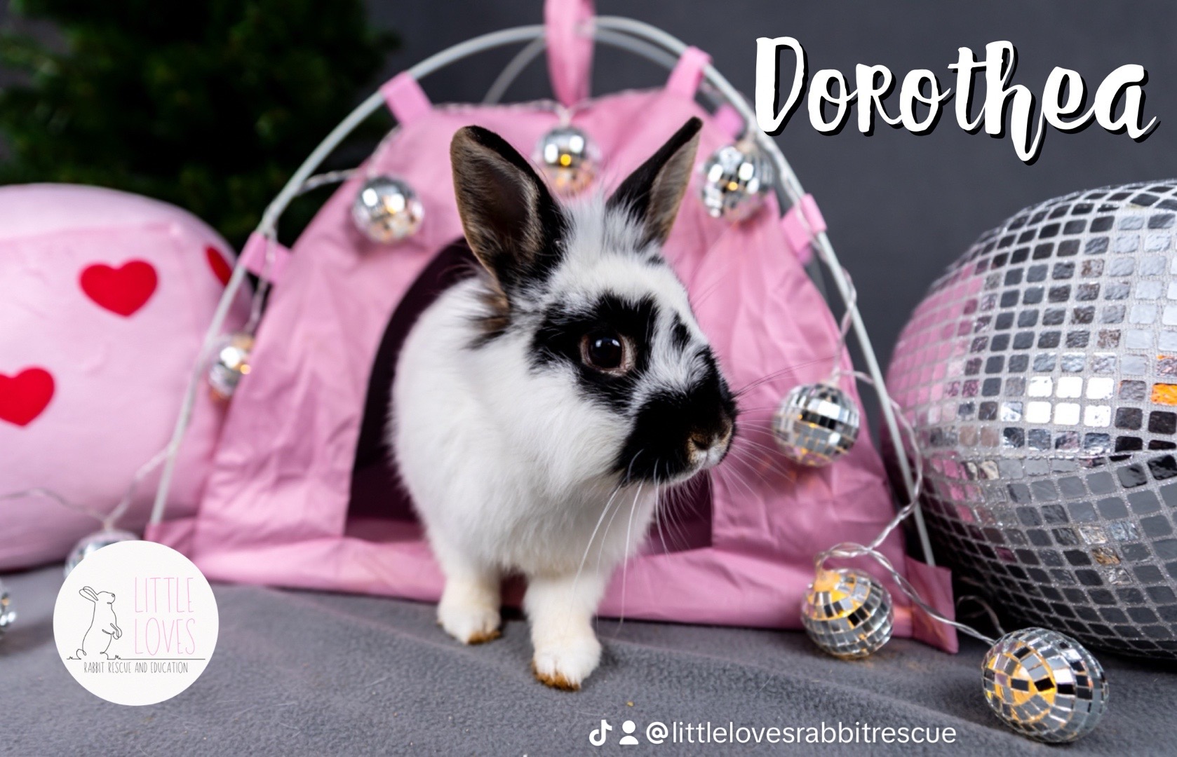 Dorothea, Adopted, Adult Female Lionhead & Dwarf.