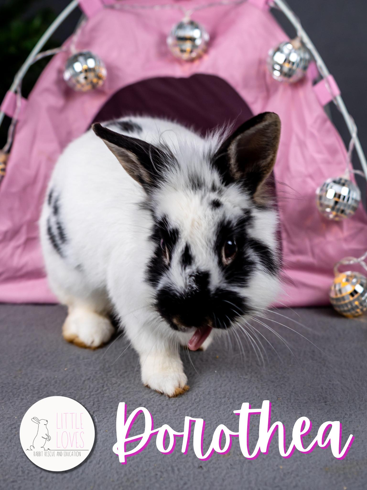 Dorothea, a Adopted mixed breed in North Little Rock, AR image 2/4