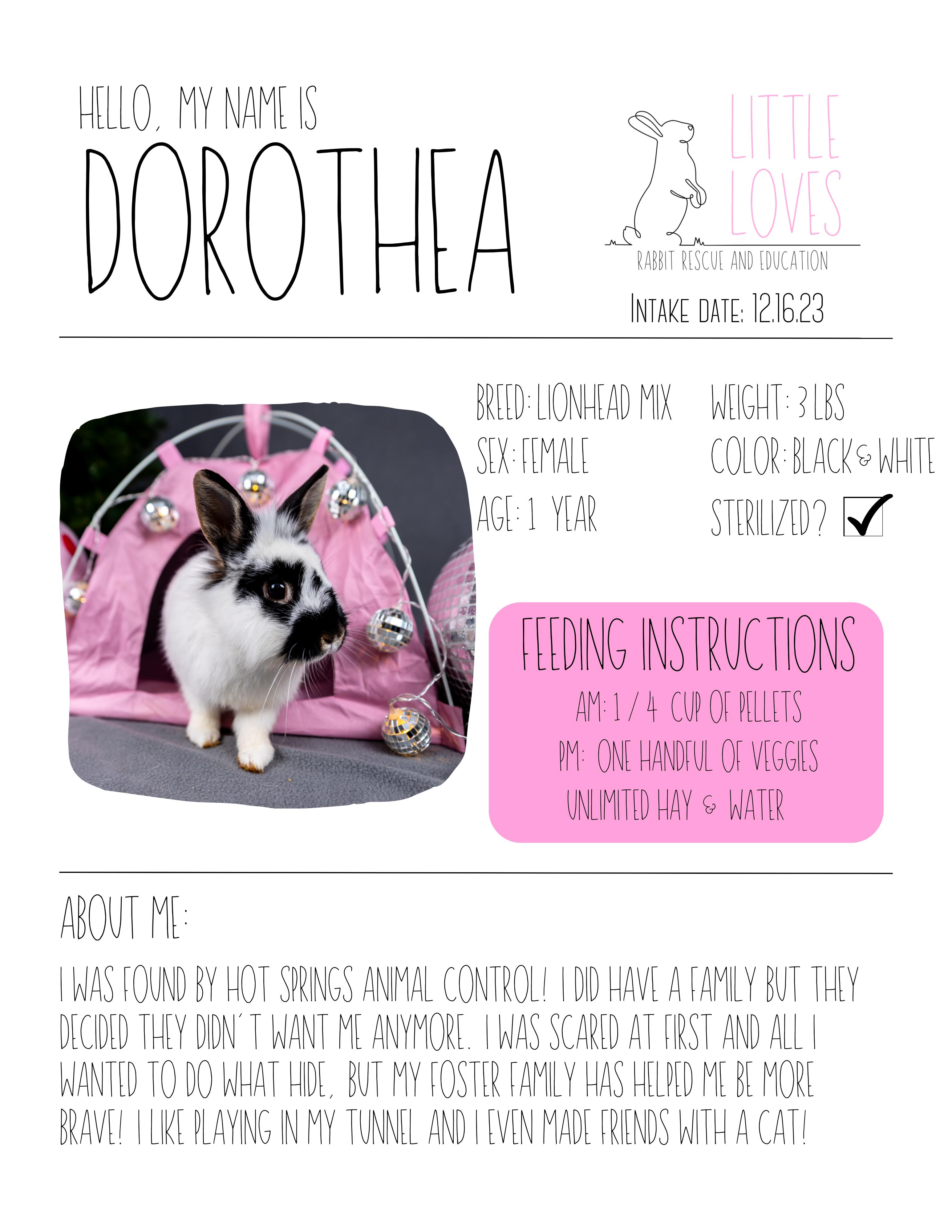 Dorothea, a Adopted mixed breed in North Little Rock, AR image 3/4