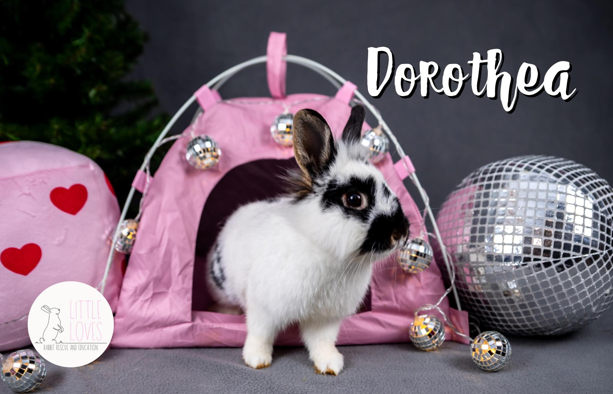 Dorothea, a Adopted mixed breed in North Little Rock, AR image 4/4