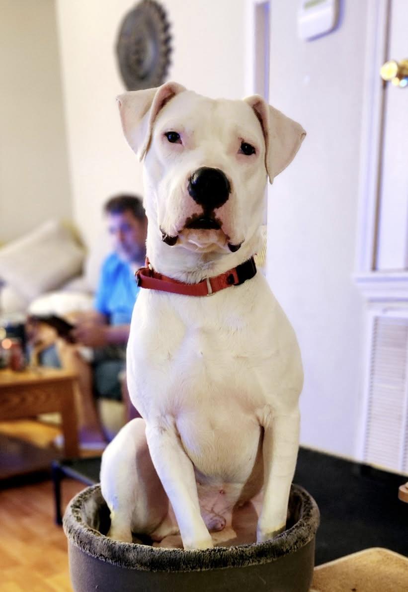 Meet Popeye the CatDog aka Pittie Kitty 60lbs of Litter Box Luxury Acrobatics and Pure Chaos i