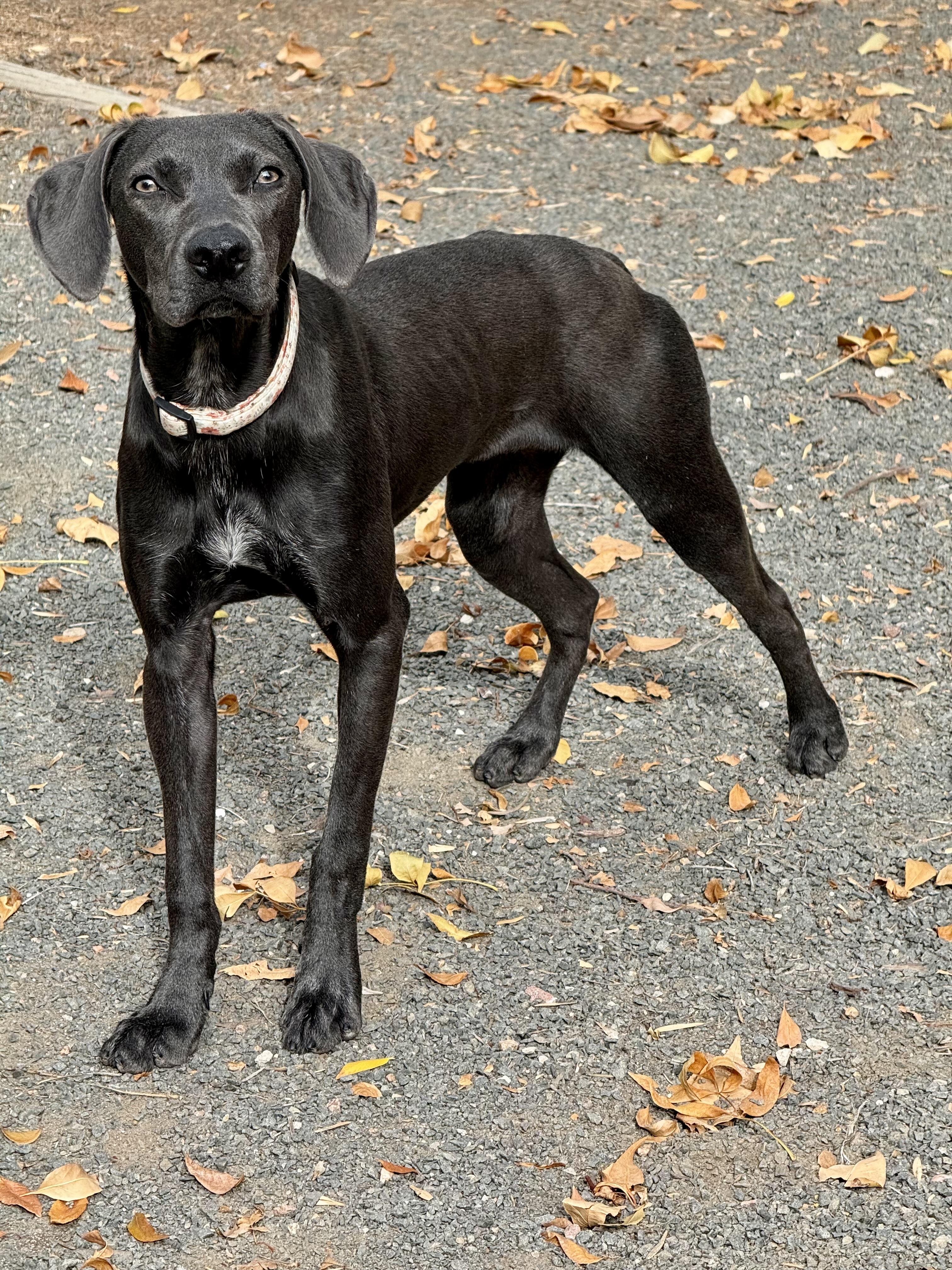 Enlarge Orita, a Adoptable mixed breed in Denver, CO image 1/3