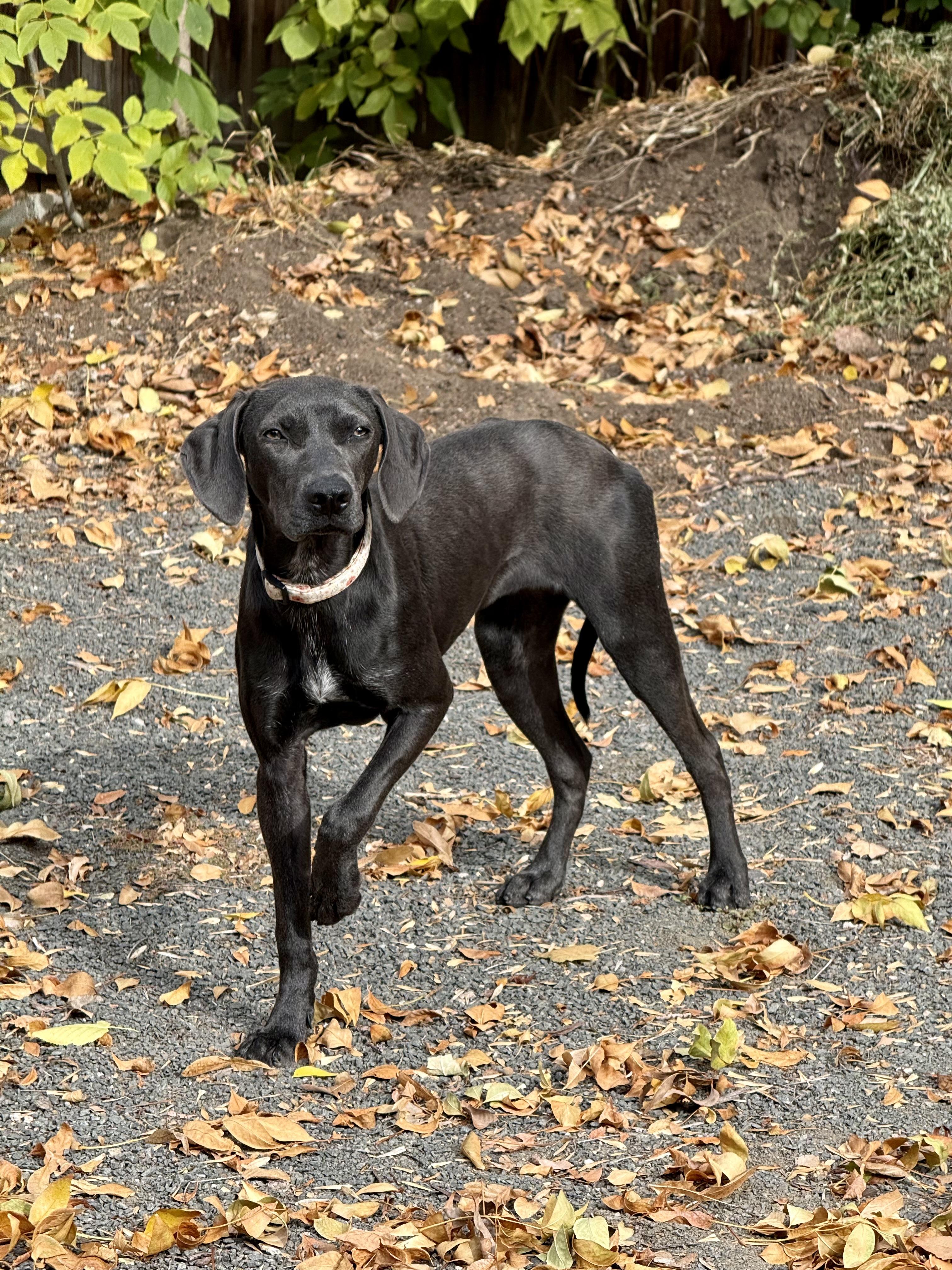Enlarge Orita, a Adoptable mixed breed in Denver, CO image 2/3