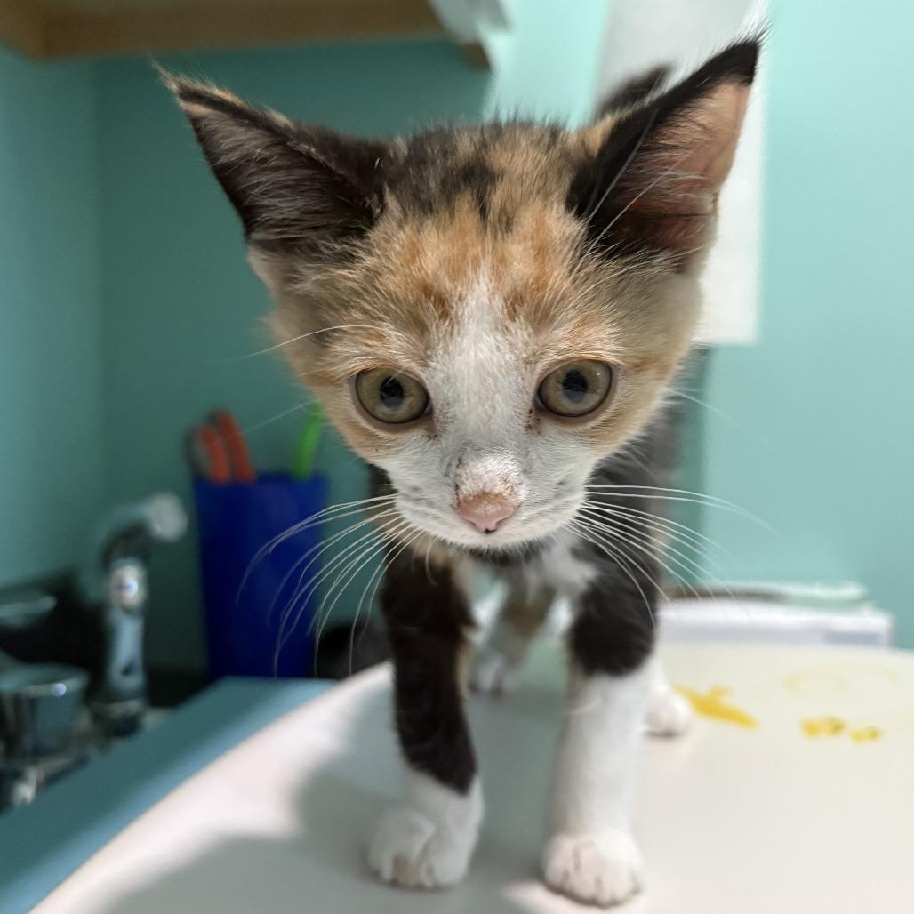Sketti, Adoptable, Kitten Female Domestic Short Hair.