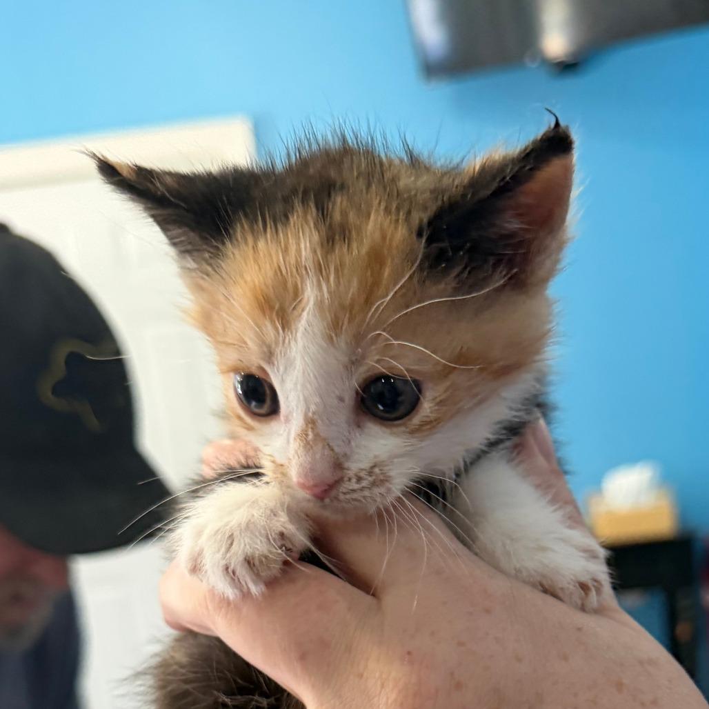 Enlarge Sketti, a Adoptable Domestic Short Hair in Marion, VA image 2/6