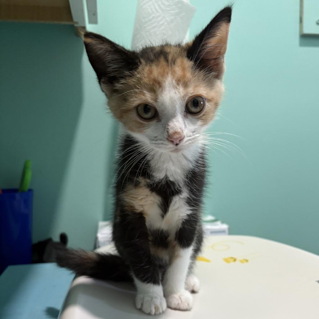 Enlarge Sketti, a Adoptable Domestic Short Hair in Marion, VA image 3/6