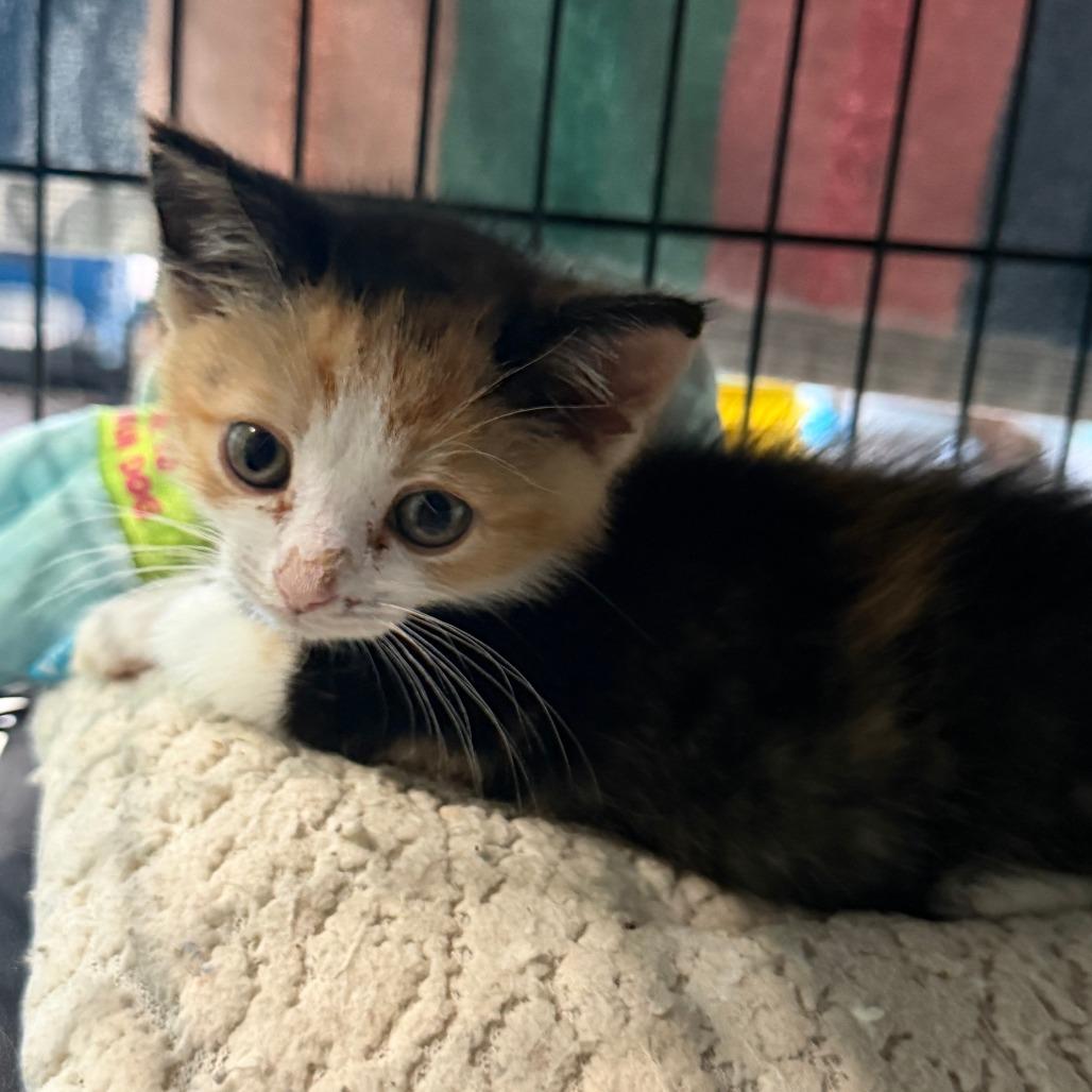 Enlarge Sketti, a Adoptable Domestic Short Hair in Marion, VA image 4/6