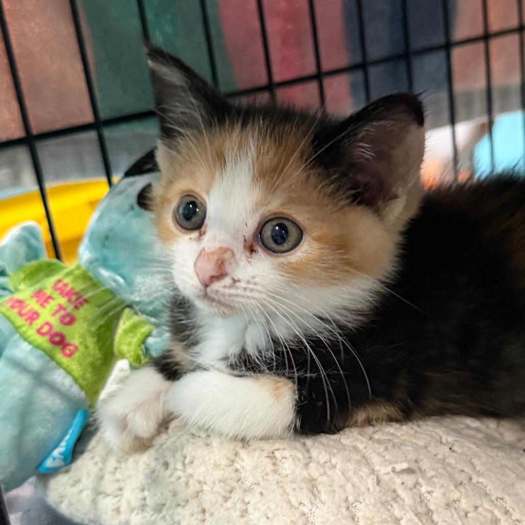 Enlarge Sketti, a Adoptable Domestic Short Hair in Marion, VA image 5/6