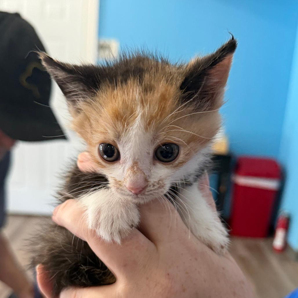 Enlarge Sketti, a Adoptable Domestic Short Hair in Marion, VA image 6/6