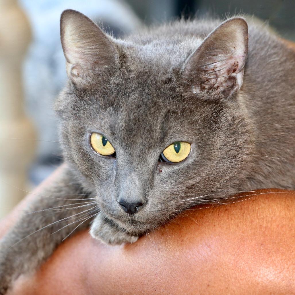 Grayson, Adoptable, Adult Male Domestic Short Hair.