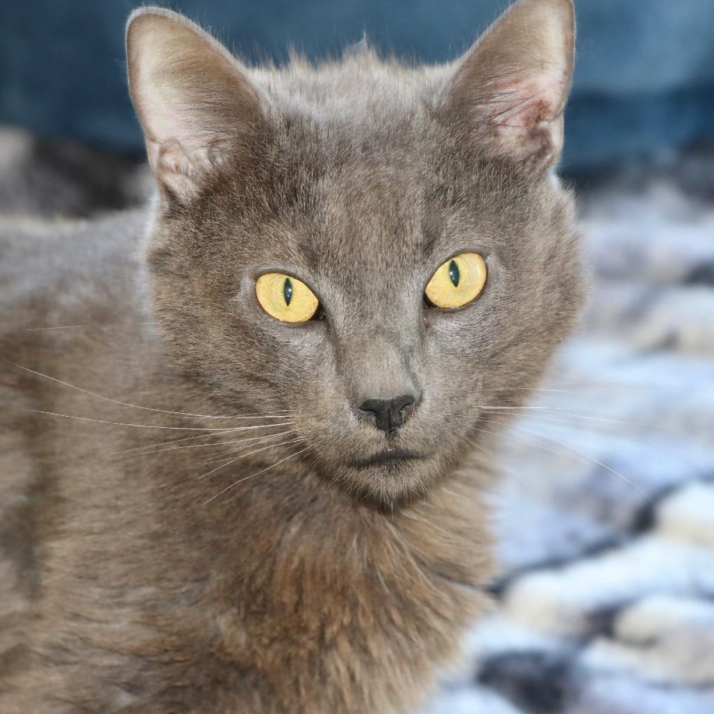Enlarge Grayson, a Adoptable Domestic Short Hair in Allentown, PA image 2/4