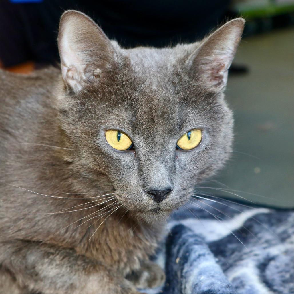 Enlarge Grayson, a Adoptable Domestic Short Hair in Allentown, PA image 3/4