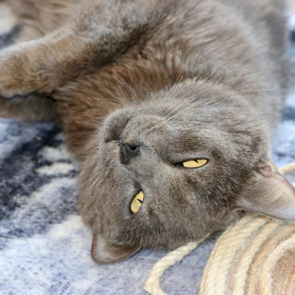 Enlarge Grayson, a Adoptable Domestic Short Hair in Allentown, PA image 4/4
