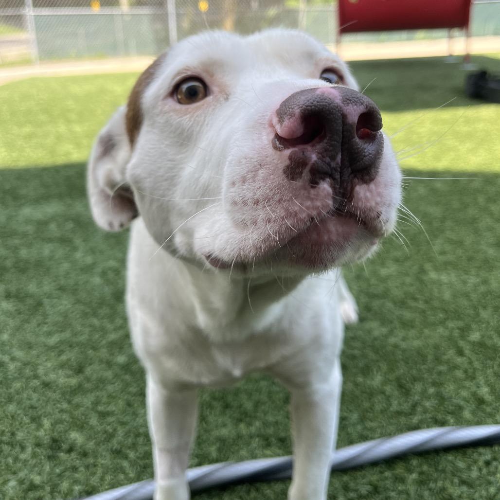 Teddy, Adoptable, Adult Male Pit Bull Terrier.