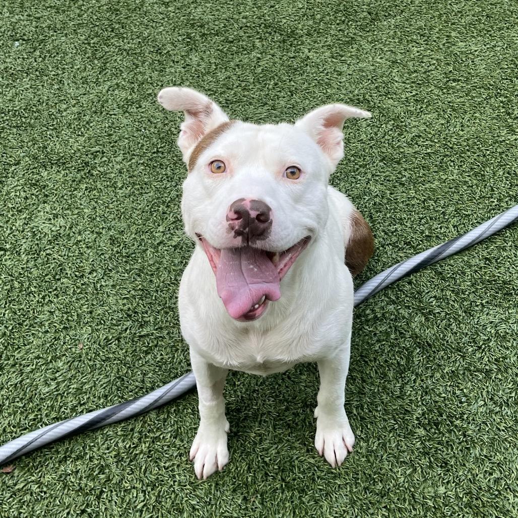 Teddy, a Adoptable Pit Bull Terrier in Belleville, IL image 2/6