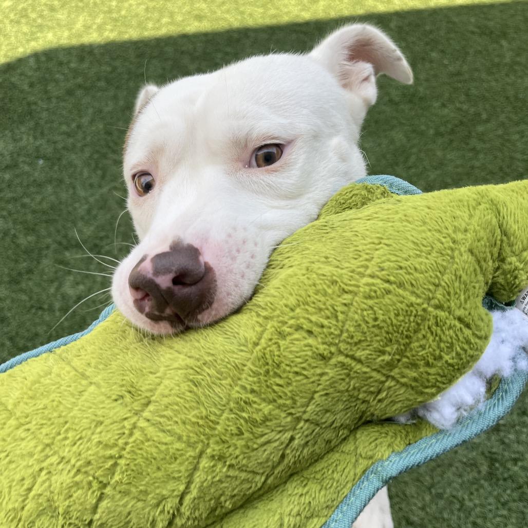 Teddy, a Adoptable Pit Bull Terrier in Belleville, IL image 3/6