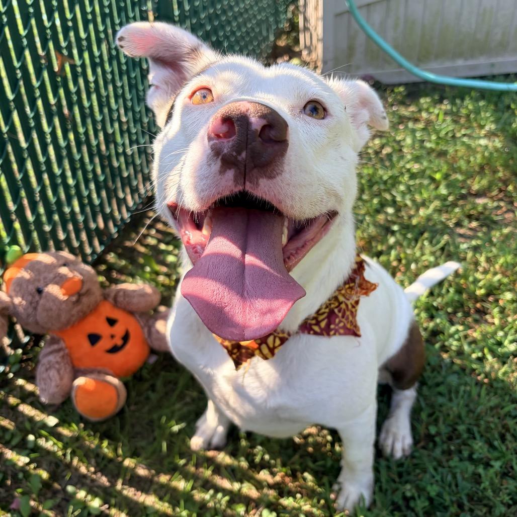 Enlarge Teddy, a Adoptable Pit Bull Terrier in Belleville, IL image 2/6