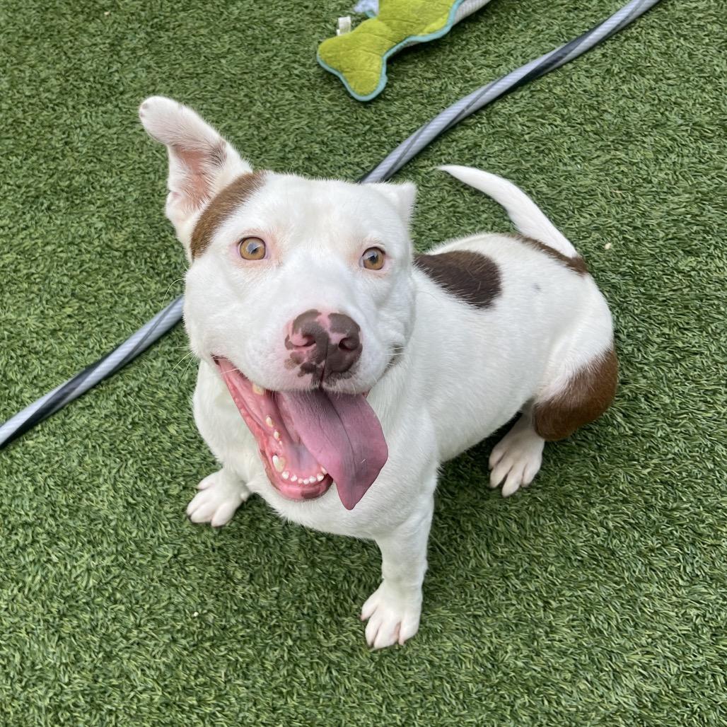Teddy, a Adoptable Pit Bull Terrier in Belleville, IL image 4/6