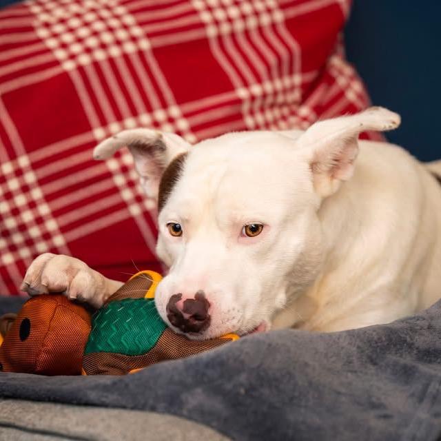 Teddy, a Adoptable Pit Bull Terrier in Belleville, IL image 5/6