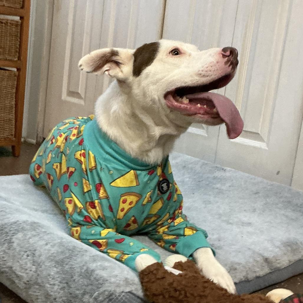 Enlarge Teddy, a Adoptable Pit Bull Terrier in Belleville, IL image 5/6