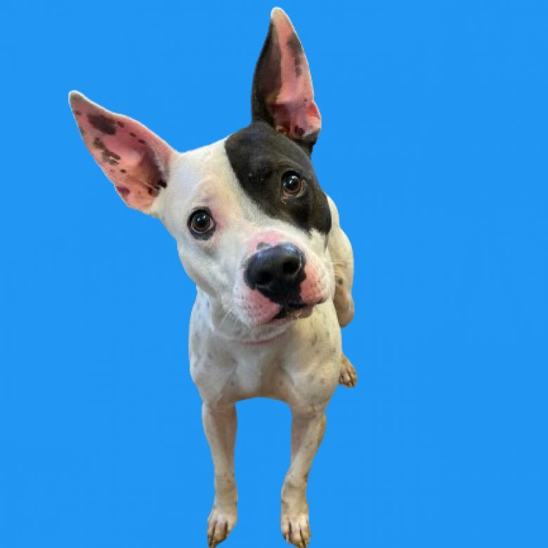 Enlarge Dobby, a Adoptable mixed breed in Tuscaloosa, AL image 1/1
