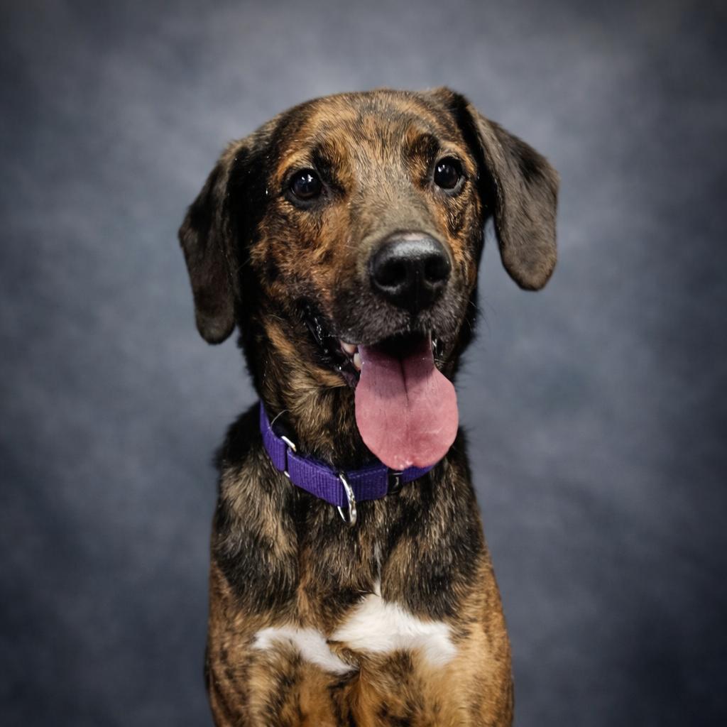 Enlarge Rock, a Adoptable mixed breed in Springfield, MO image 1/4