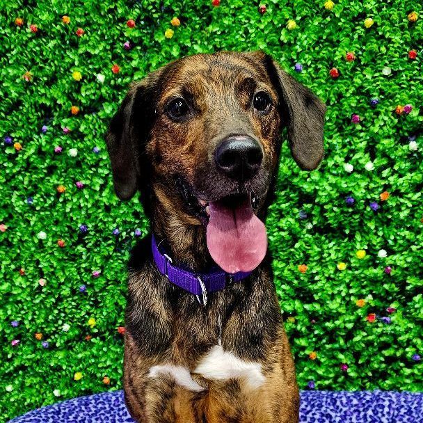 Rock, an adoptable Catahoula Leopard Dog, Mixed Breed in Springfield, MO, 65804 | Photo Image 2