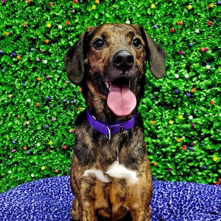 Rock, an adoptable Catahoula Leopard Dog, Mixed Breed in Springfield, MO, 65804 | Photo Image 3