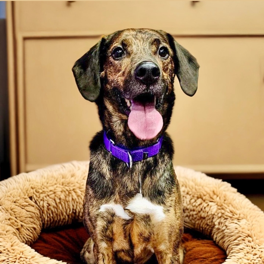 Rock, an adoptable Catahoula Leopard Dog, Mixed Breed in Springfield, MO, 65804 | Photo Image 6