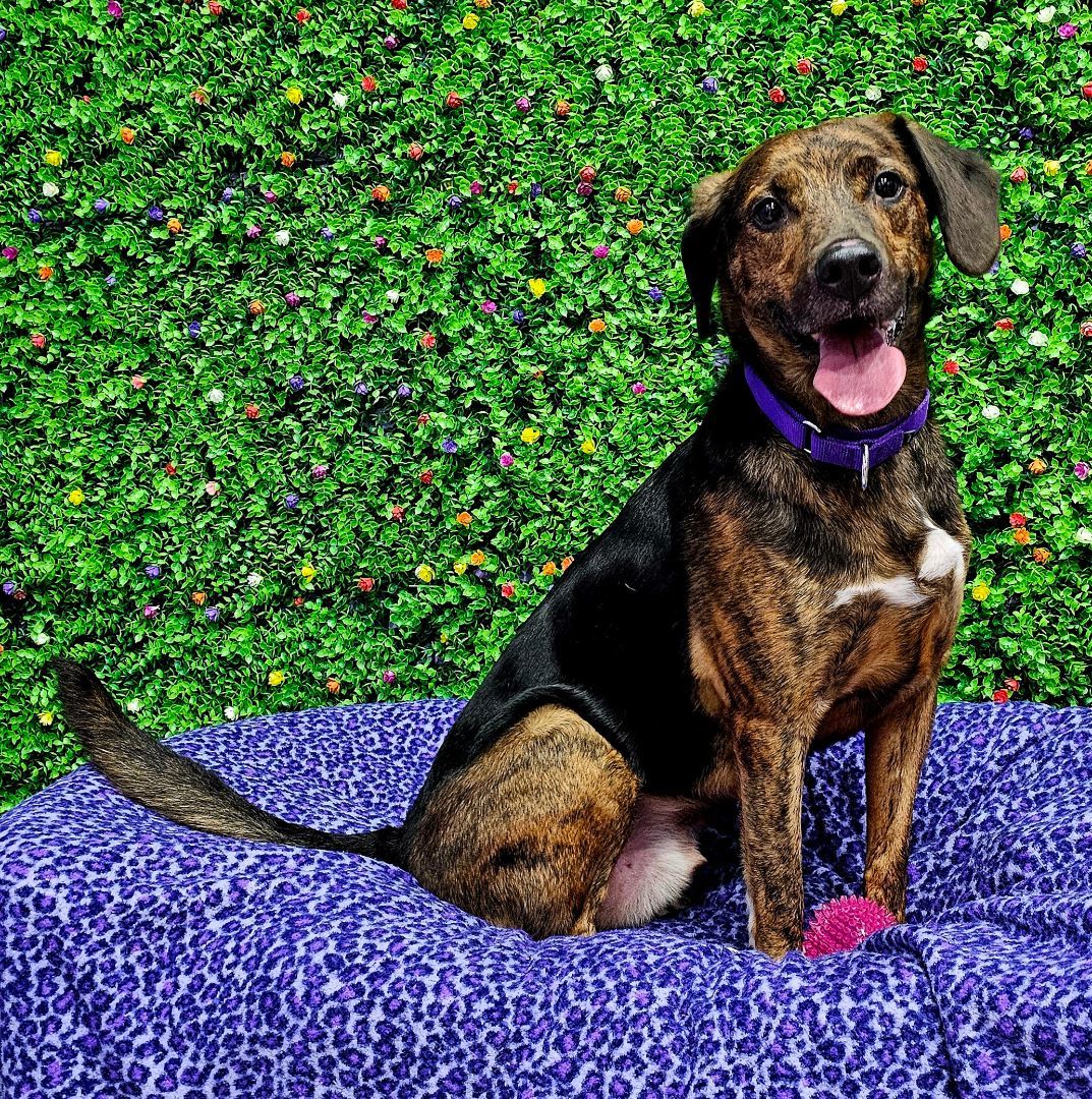 Enlarge Rock, a Adoptable mixed breed in Springfield, MO image 3/4