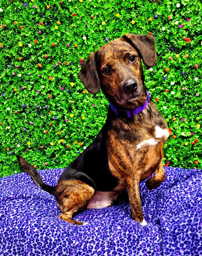 Enlarge Rock, a Adoptable mixed breed in Springfield, MO image 4/4