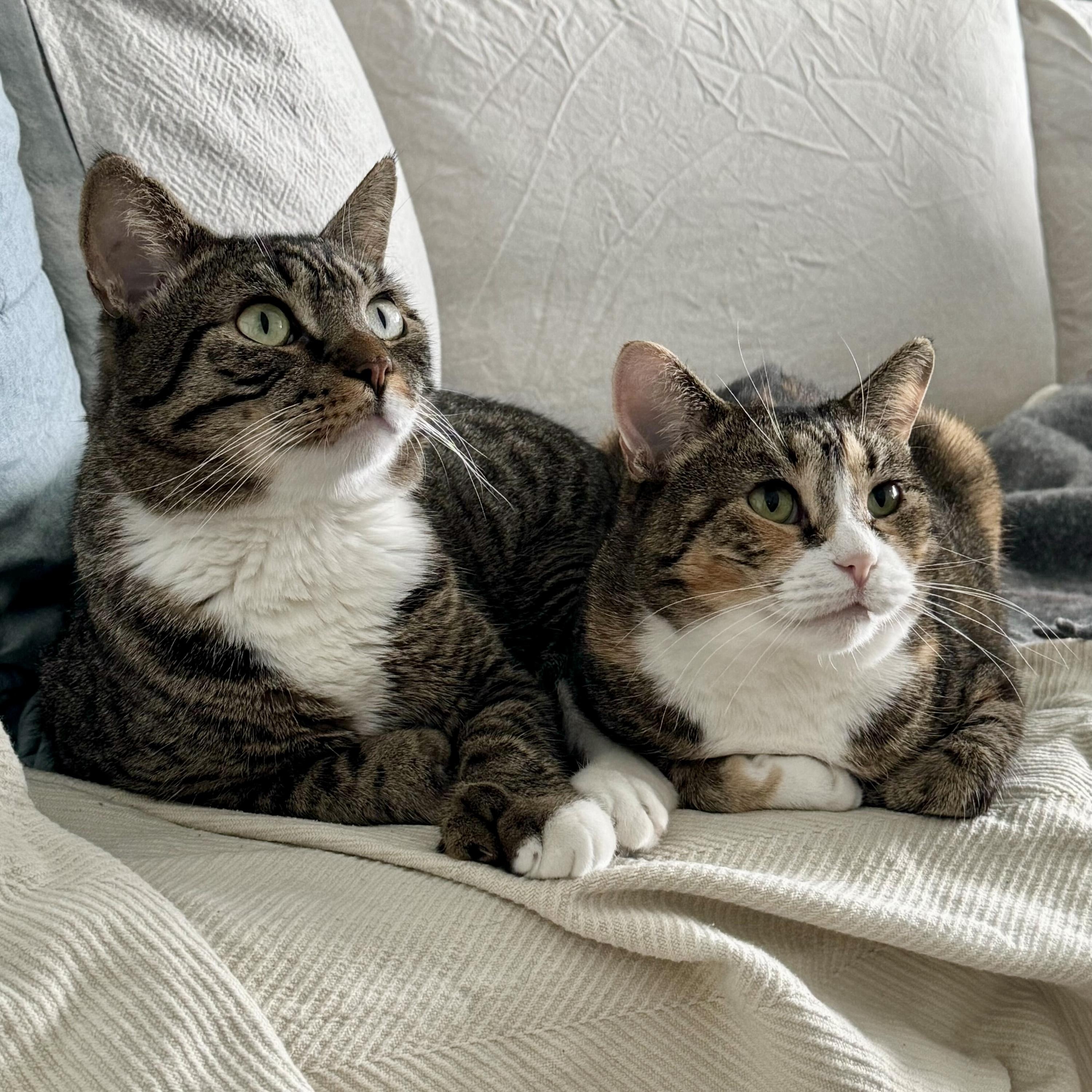 Enlarge Cinnamon (Bonded to Scar), a Adoptable Domestic Short Hair in Long Island City, NY image 5/6