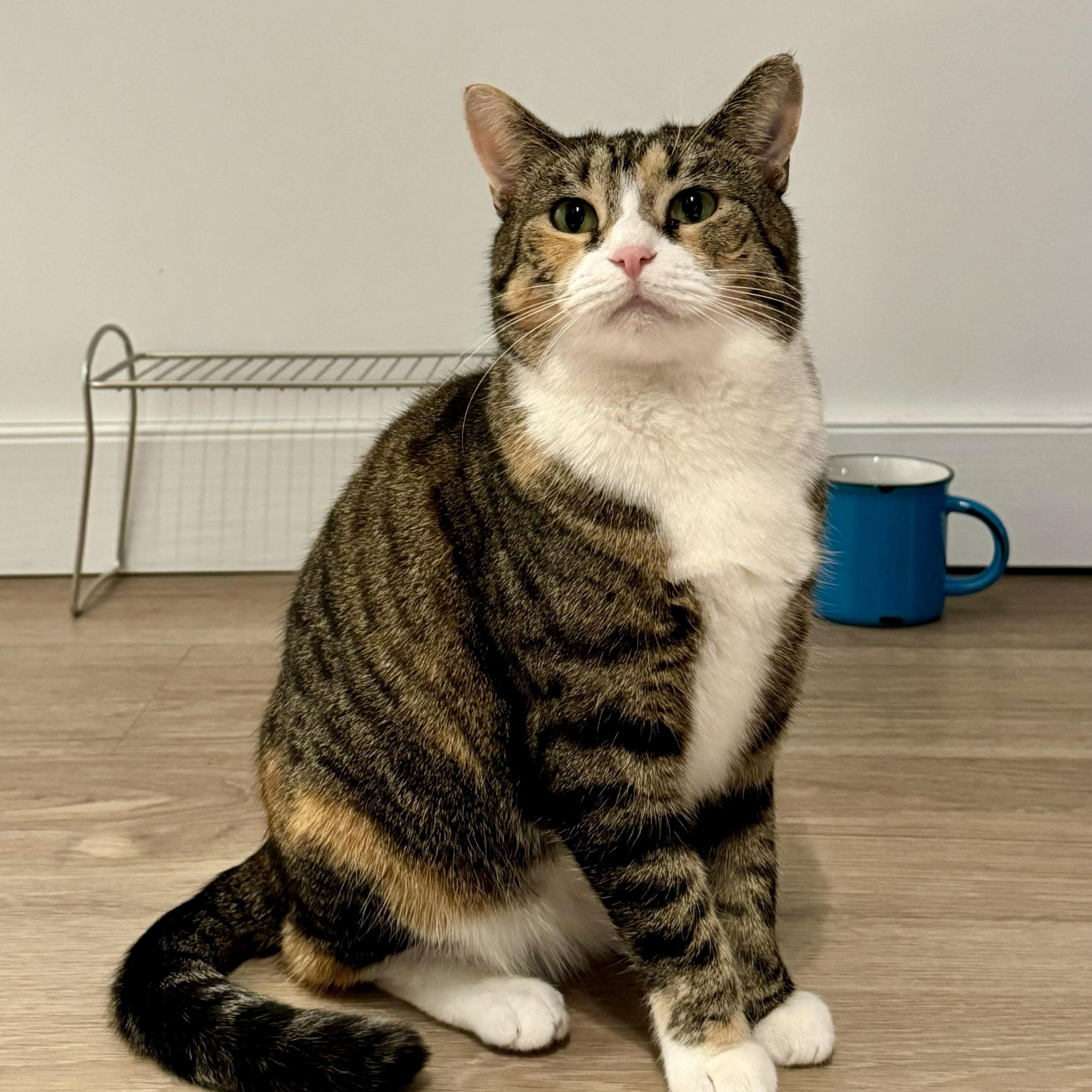 Cinnamon (Bonded to Scar), Adoptable, Young Female Domestic Short Hair.