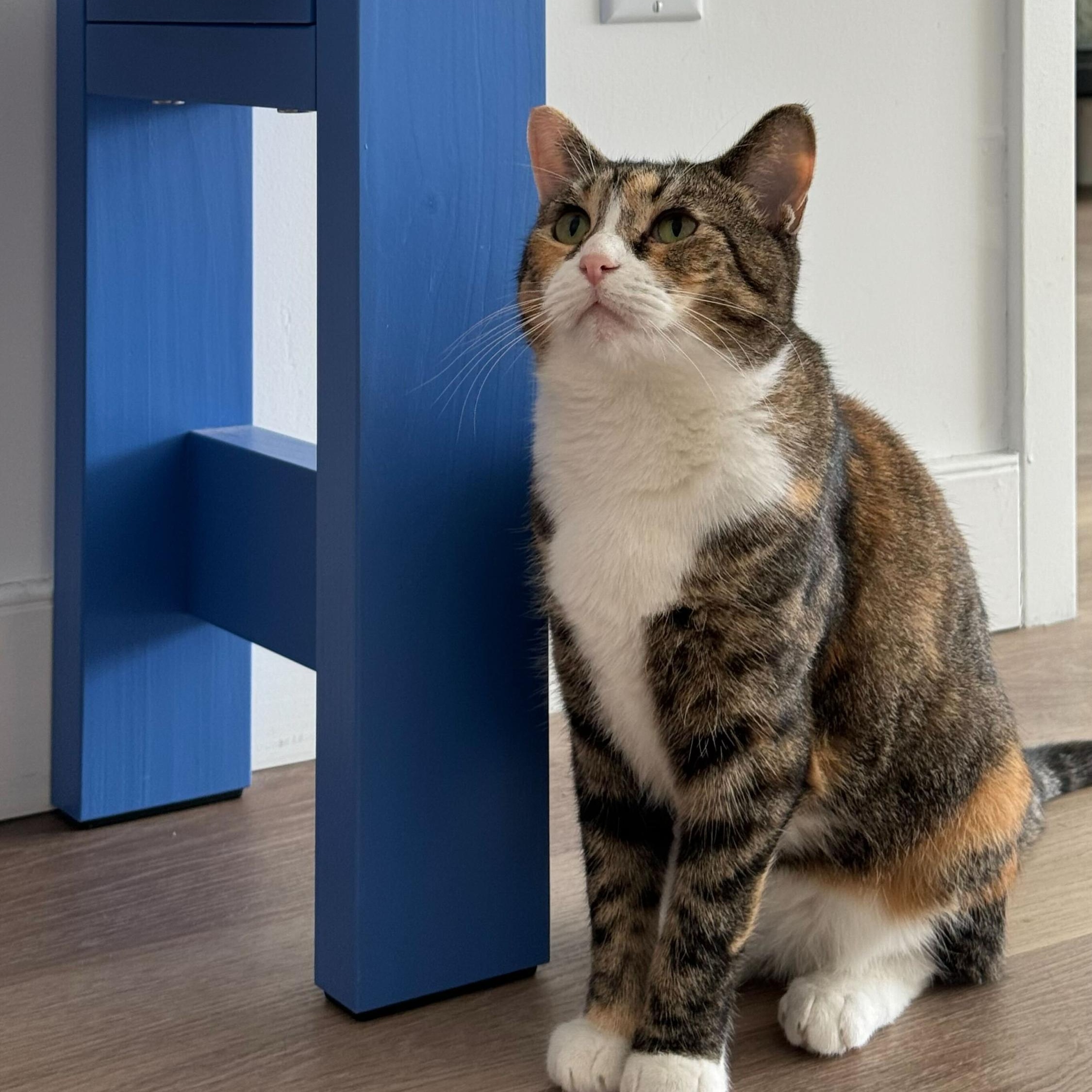 Enlarge Cinnamon (Bonded to Scar), a Adoptable Domestic Short Hair in Long Island City, NY image 4/6