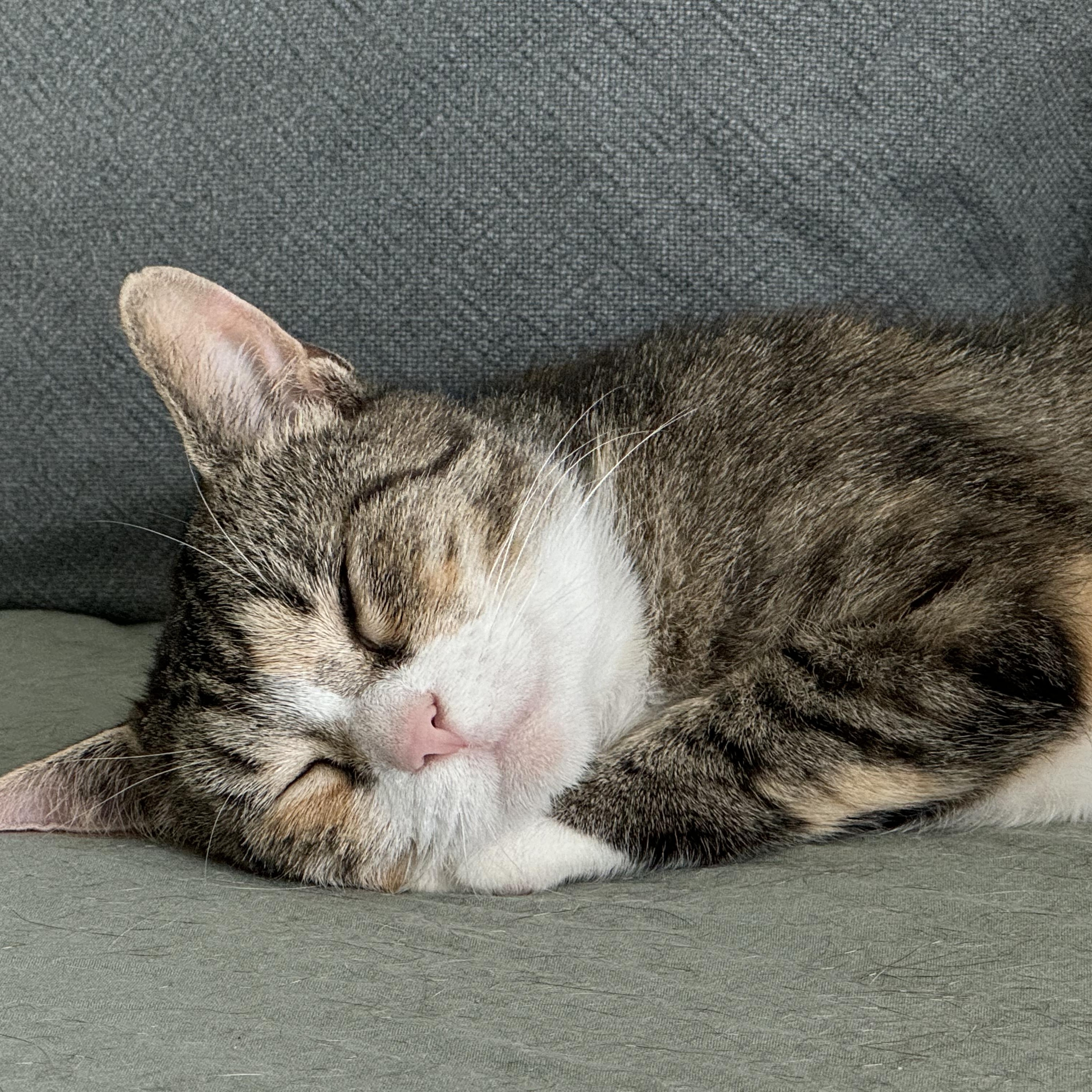 Enlarge Cinnamon (Bonded to Scar), a Adoptable Domestic Short Hair in Long Island City, NY image 2/6