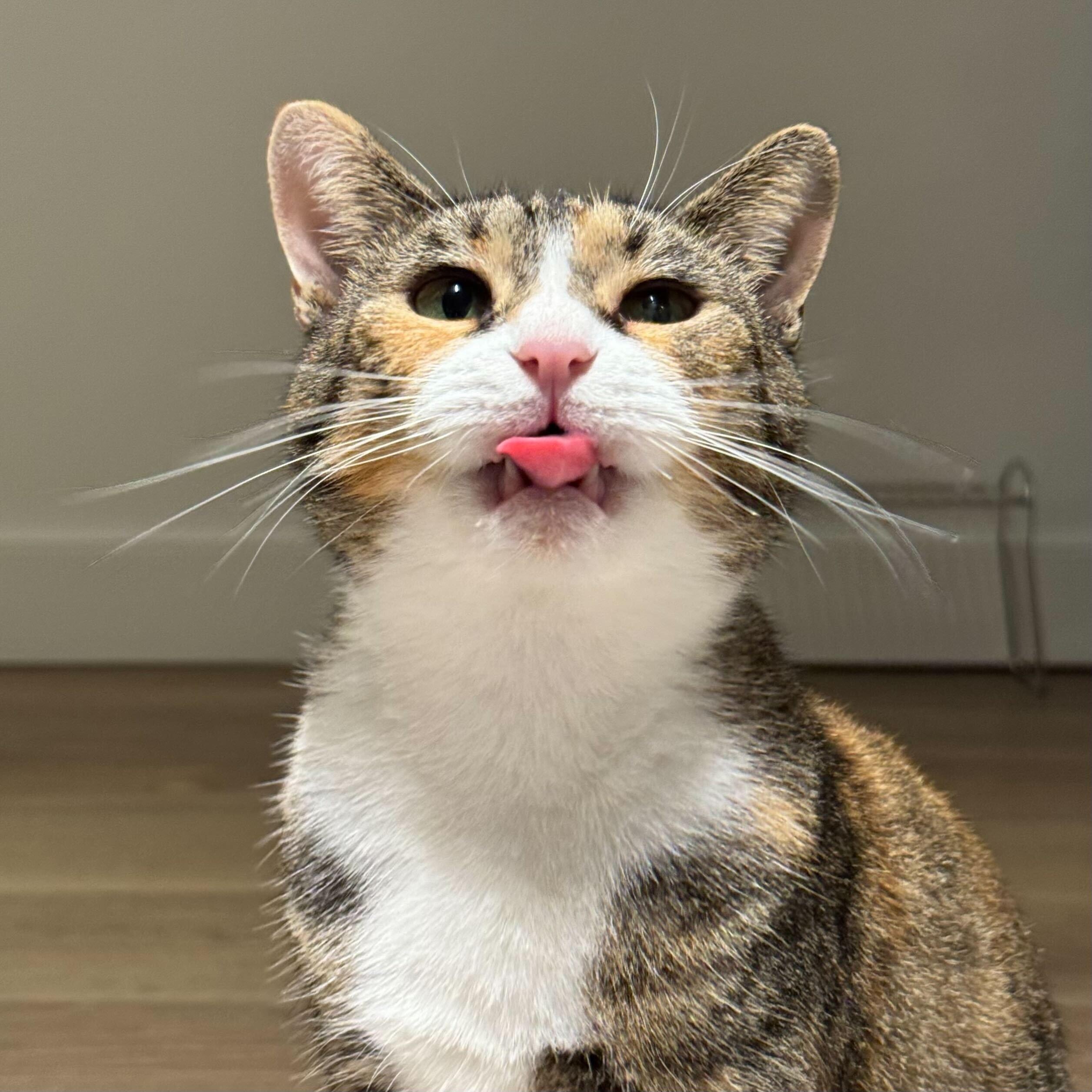 Enlarge Cinnamon (Bonded to Scar), a Adoptable Domestic Short Hair in Long Island City, NY image 3/6