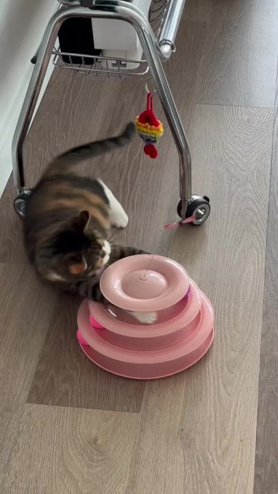 Enlarge Cinnamon (Bonded to Scar), a Adoptable Domestic Short Hair in Long Island City, NY video 6/6