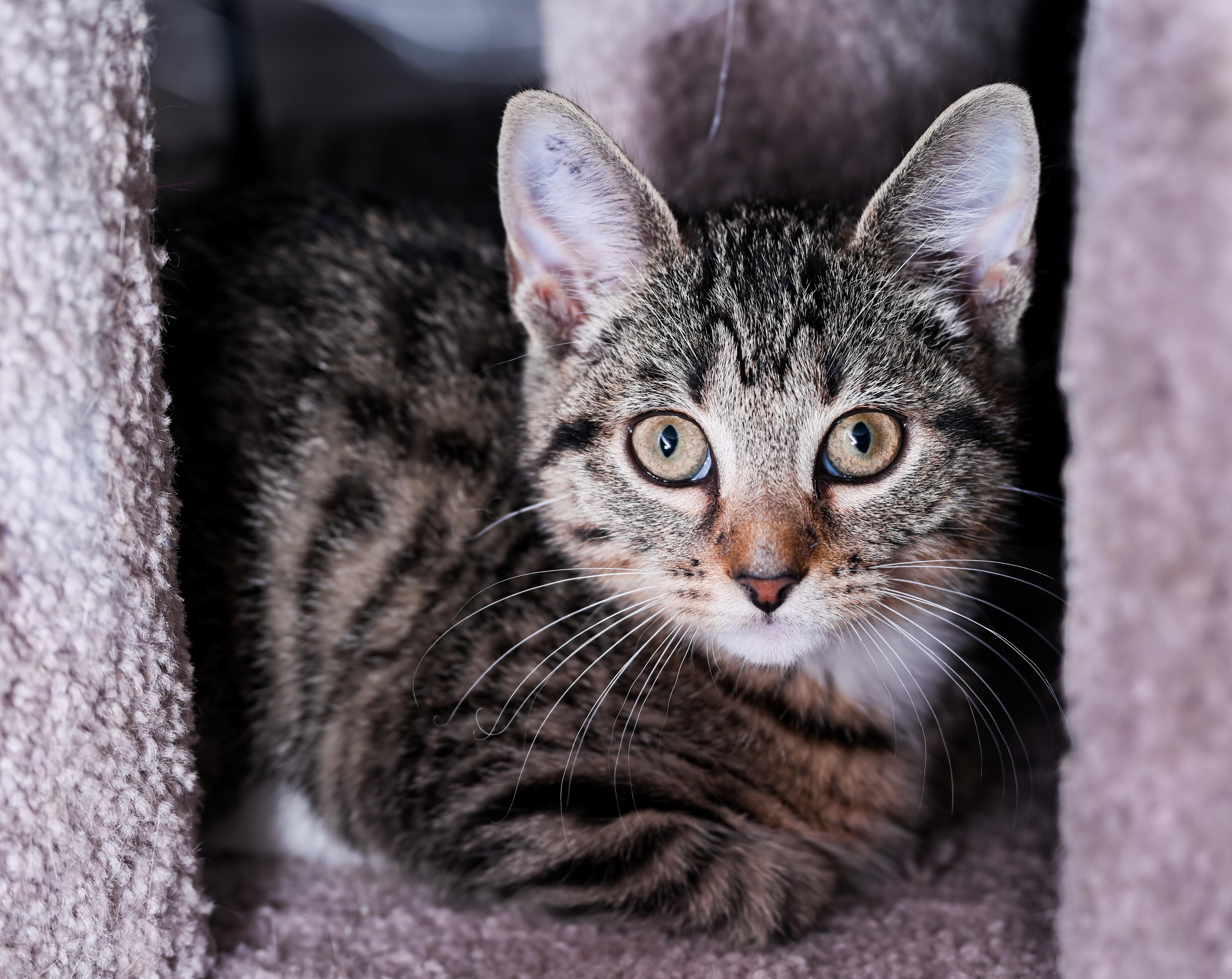 Jem, Baby Female Tabby