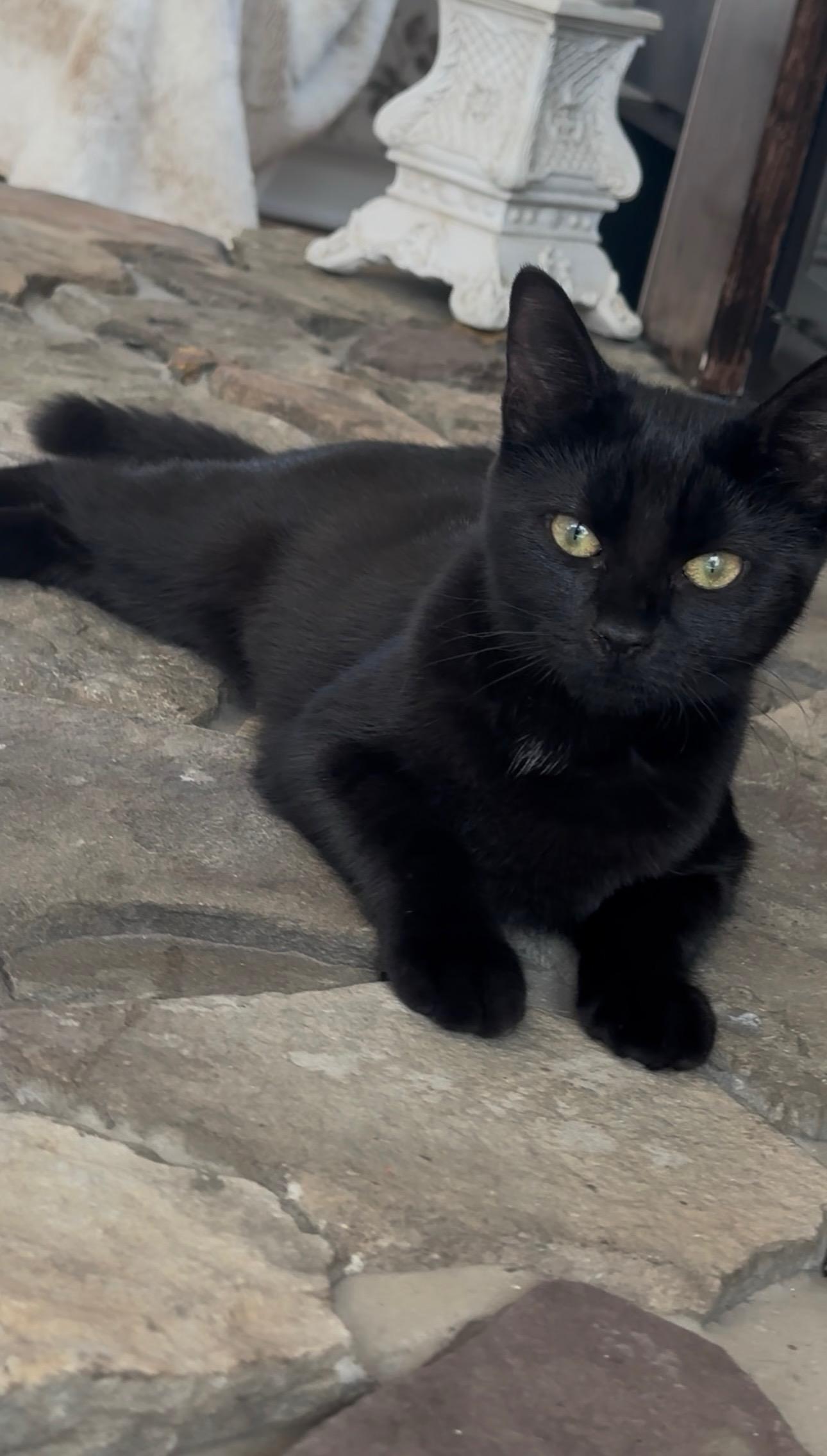 Enlarge Puppy and Minnie, a Adoptable Domestic Short Hair in Lebanon, NJ image 1/6