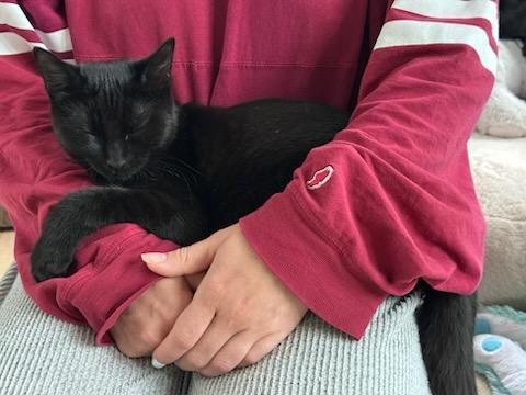 Enlarge Puppy and Minnie, a Adoptable Domestic Short Hair in Lebanon, NJ image 5/6