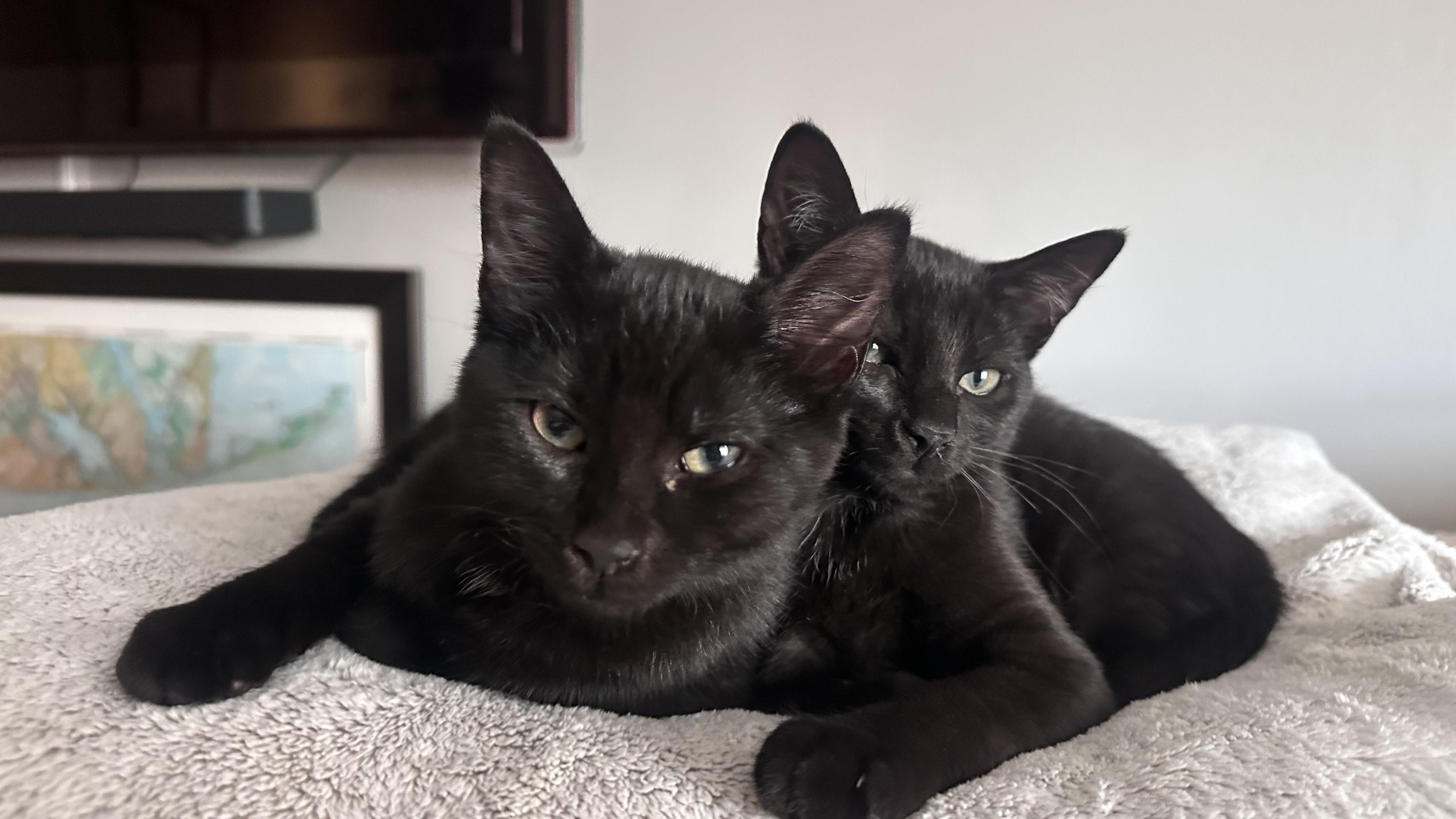 Enlarge Puppy and Minnie, a Adoptable Domestic Short Hair in Lebanon, NJ image 6/6
