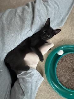 Enlarge Puppy and Minnie, a Adoptable Domestic Short Hair in Lebanon, NJ image 4/6