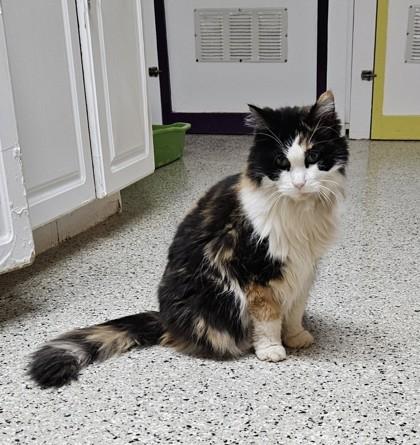 Fiona, Adoptable, Adult Female Domestic Long Hair & Domestic Short Hair.