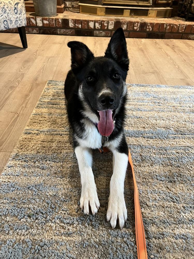 Kenny, a Adoptable mixed breed in Pleasant Hill, CA image 1/6