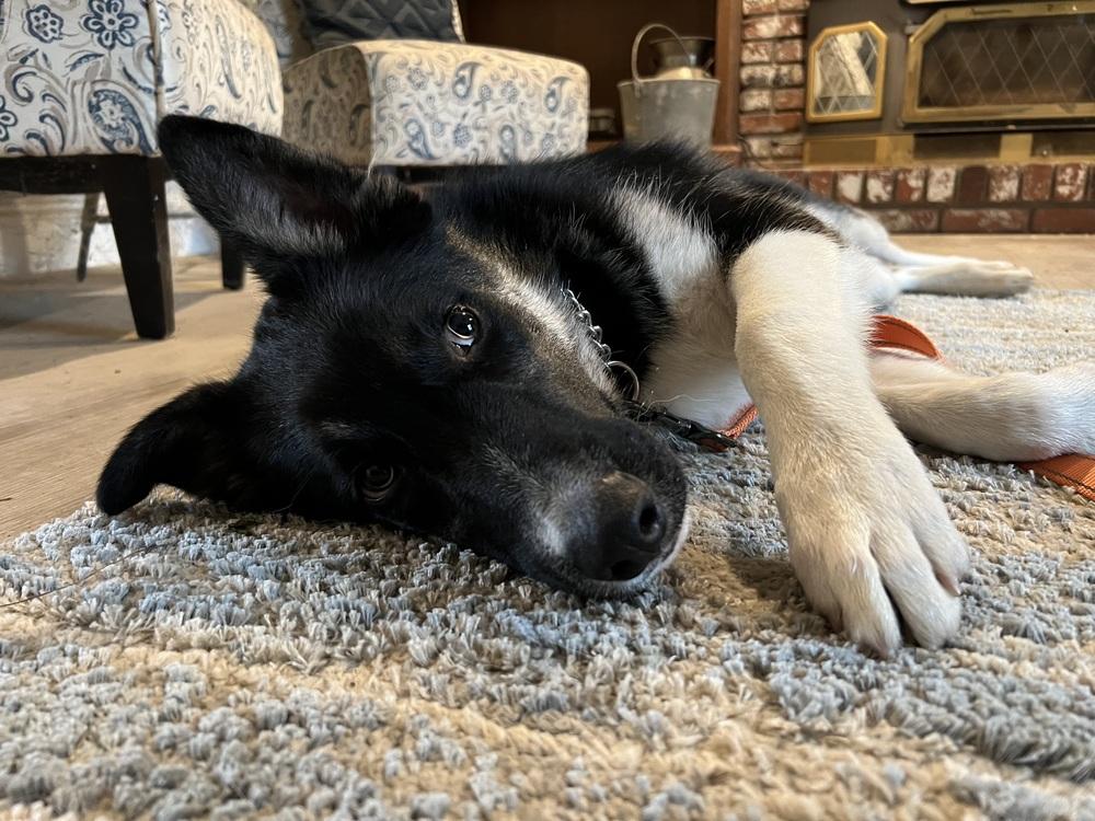 Kenny, a Adoptable mixed breed in Pleasant Hill, CA image 2/6